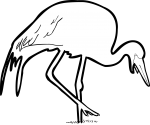 Wattled Crane freehand drawings